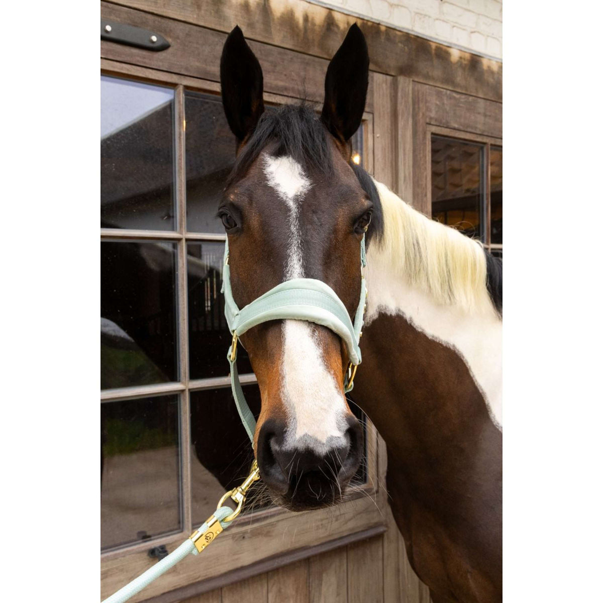 Kentucky Licol Velvet Menthe