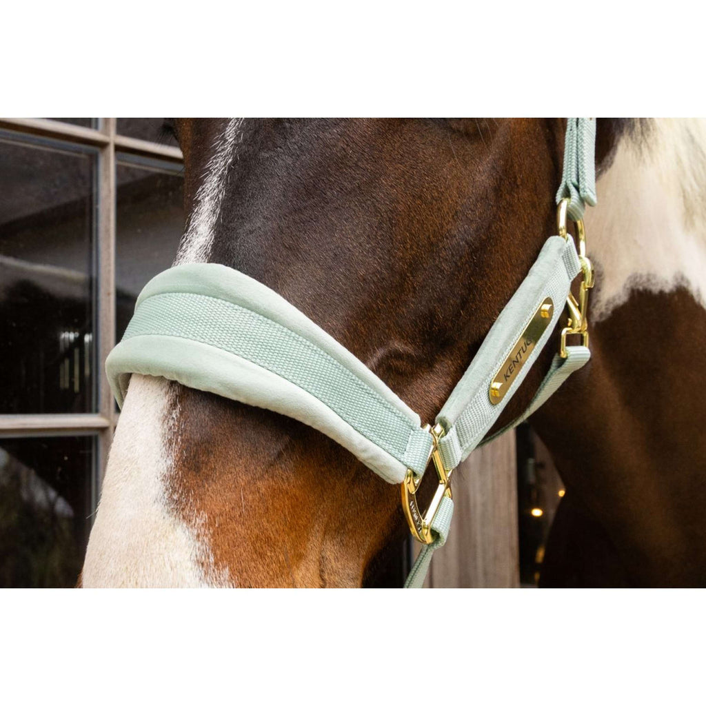 Kentucky Licol Velvet Menthe