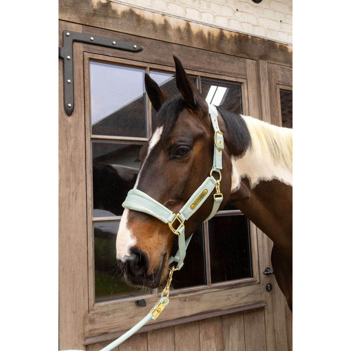 Kentucky Licol Velvet Menthe