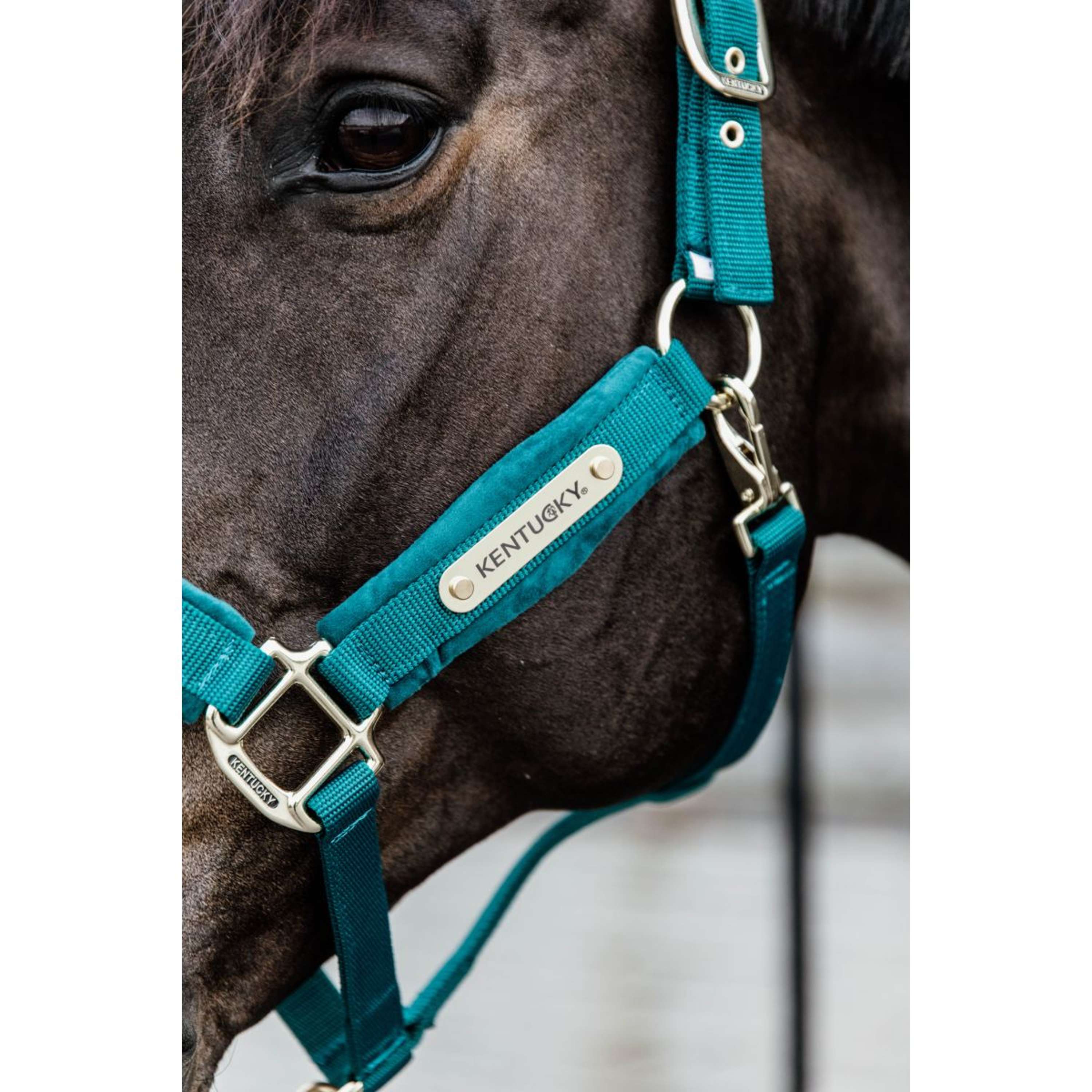 Kentucky Licol velours Émeraude