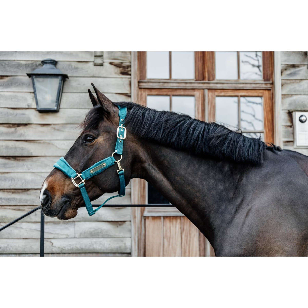 Kentucky Licol velours Émeraude