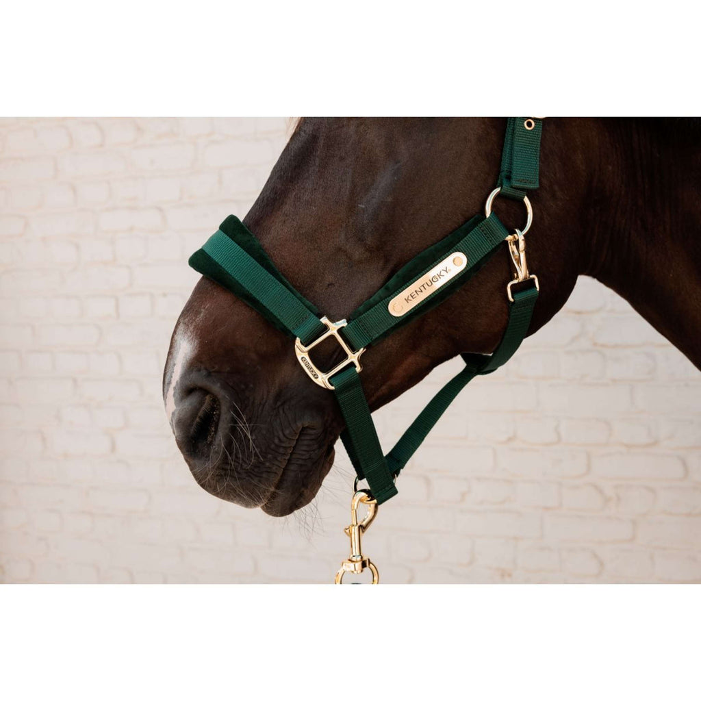 Kentucky Licol Velvet Pine Green