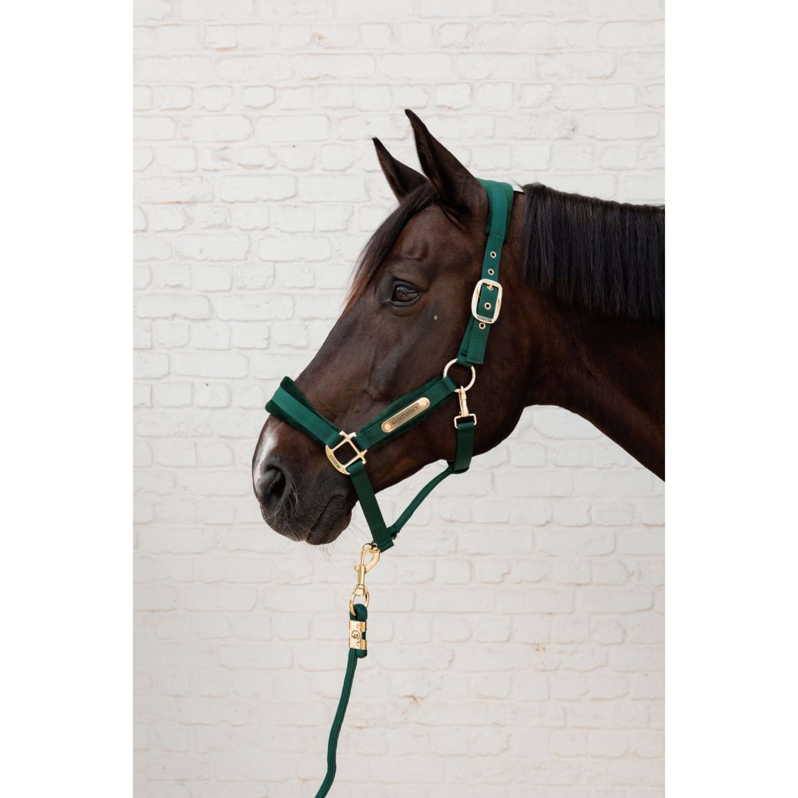 Kentucky Licol Velvet Pine Green