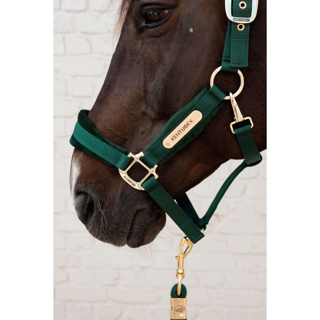 Kentucky Licol Velvet Pine Green