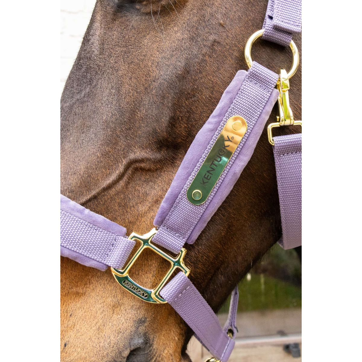 Kentucky Licol Velvet Violet