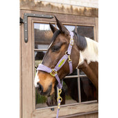 Kentucky Licol Velvet Violet