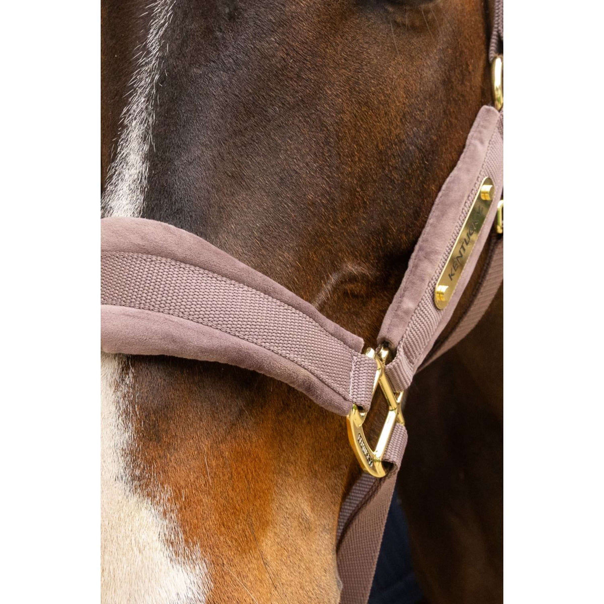 Kentucky Licol Velvet Lilas