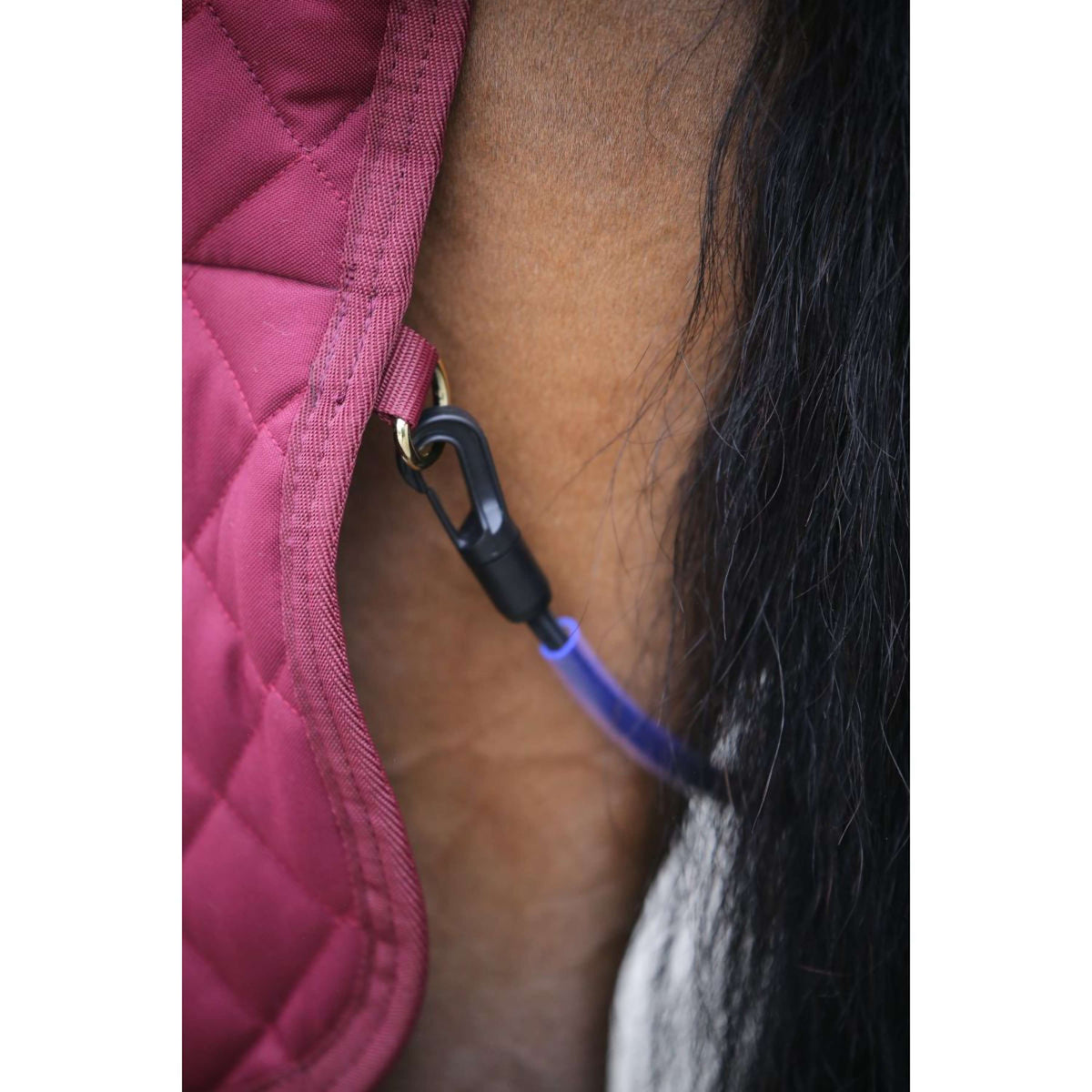 Kentucky Couverture de Concours 160g Bordeaux