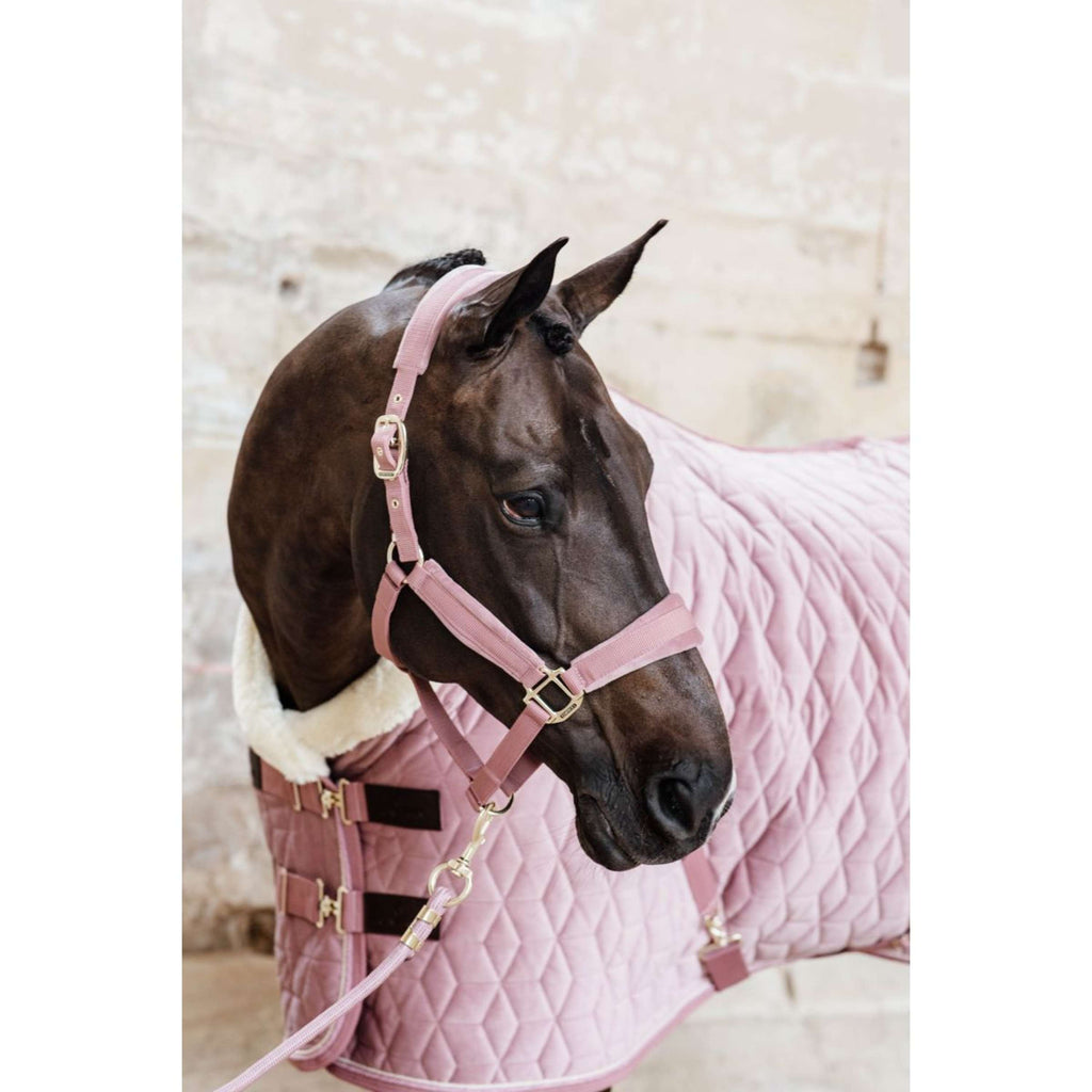 Kentucky Licol velours Rose Vieux