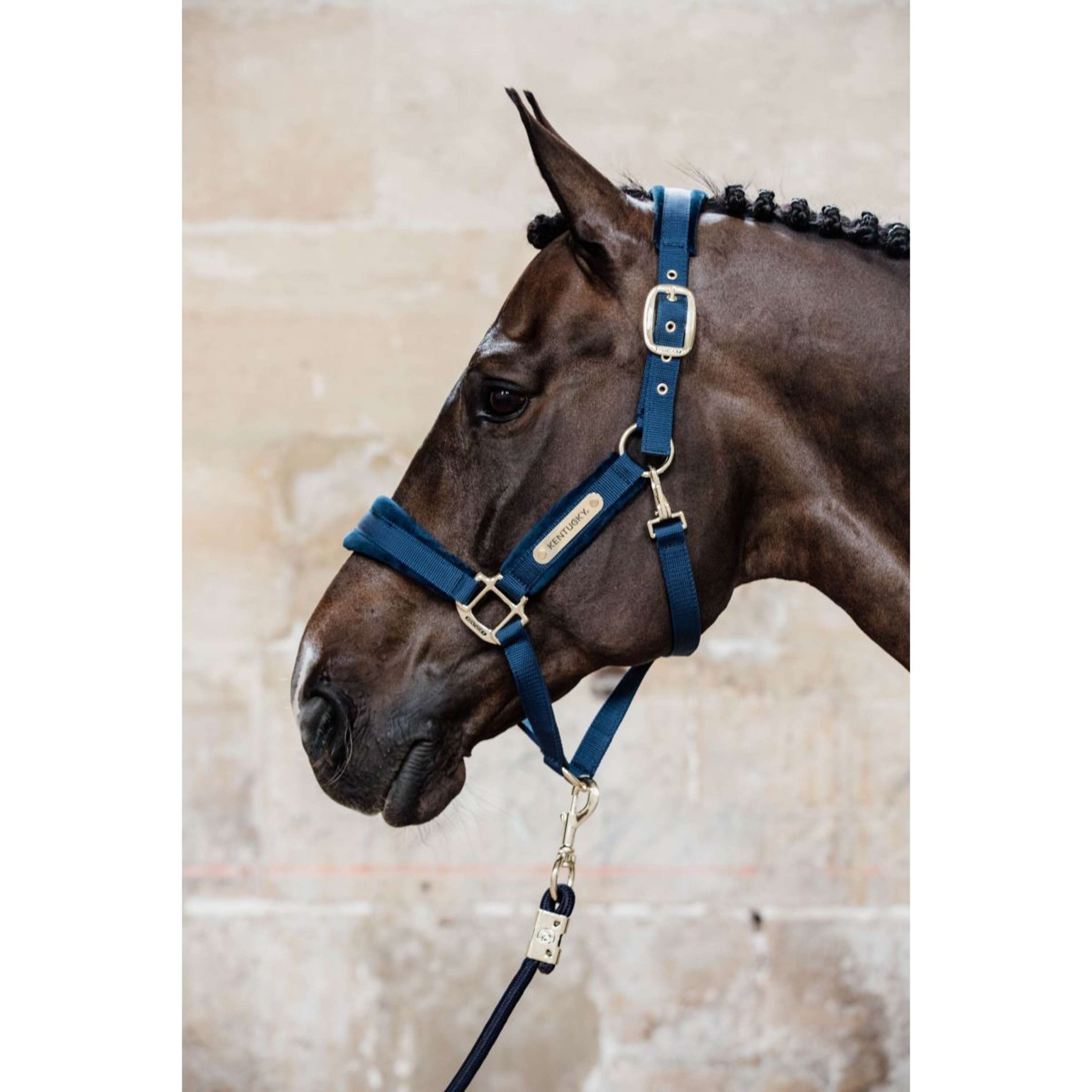 Kentucky Licol velours Marin Kentucky Licol velours Marin