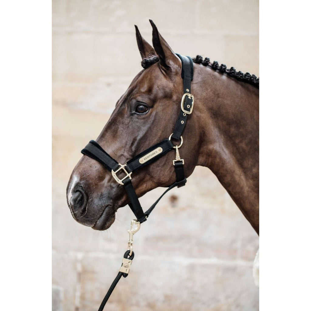 Kentucky Licol velours Noir