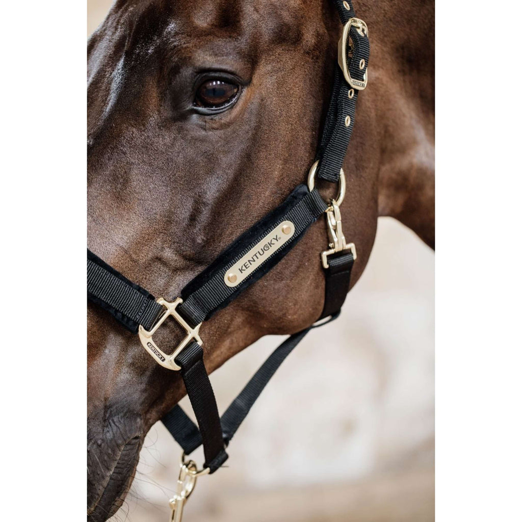 Kentucky Licol velours Noir
