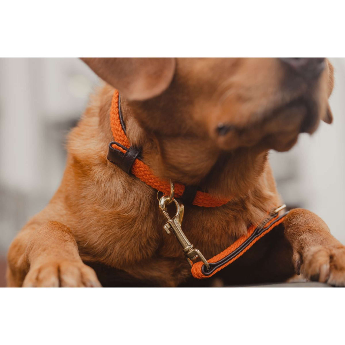 Kentucky Collier Plaited Nylon Orange