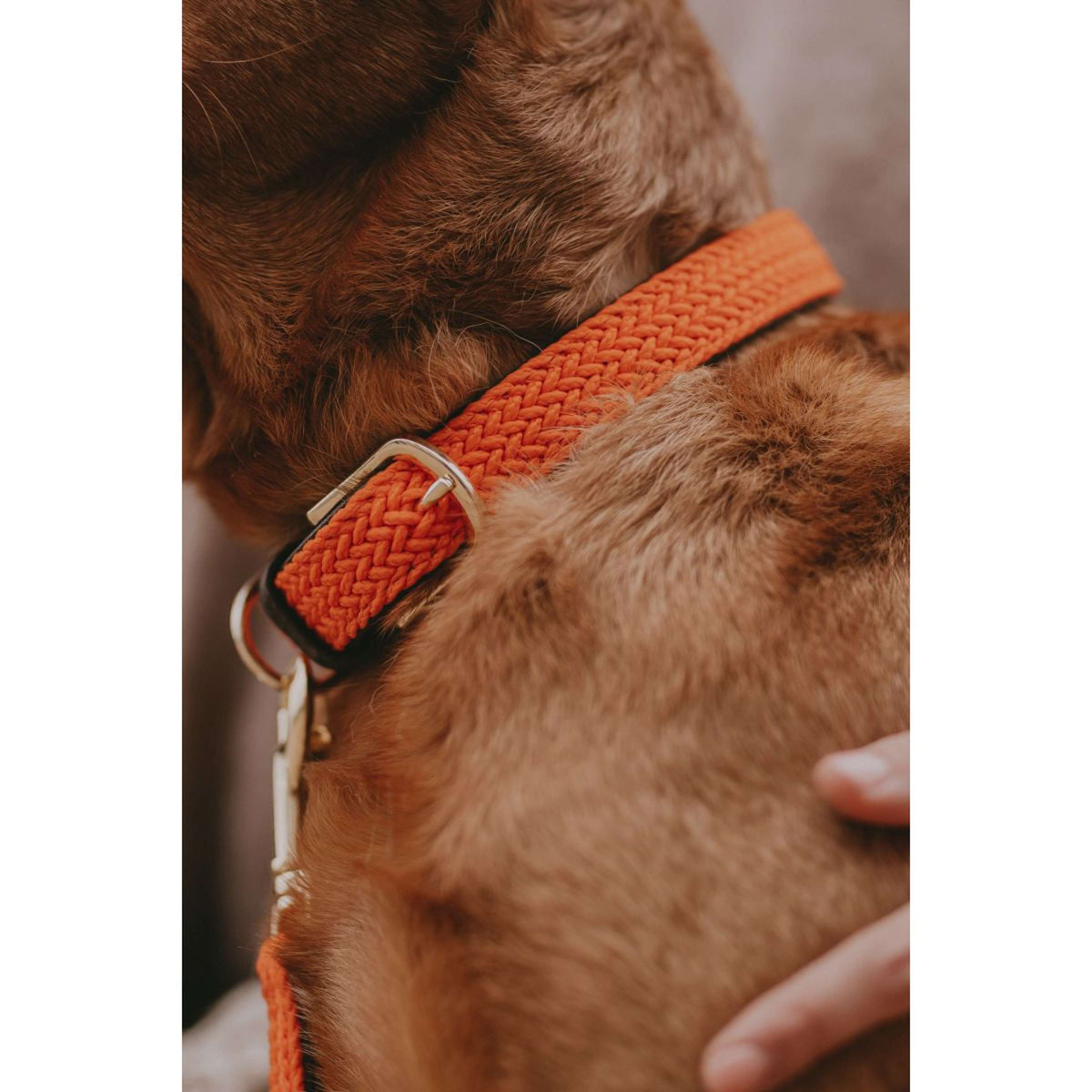 Kentucky Collier Plaited Nylon Orange