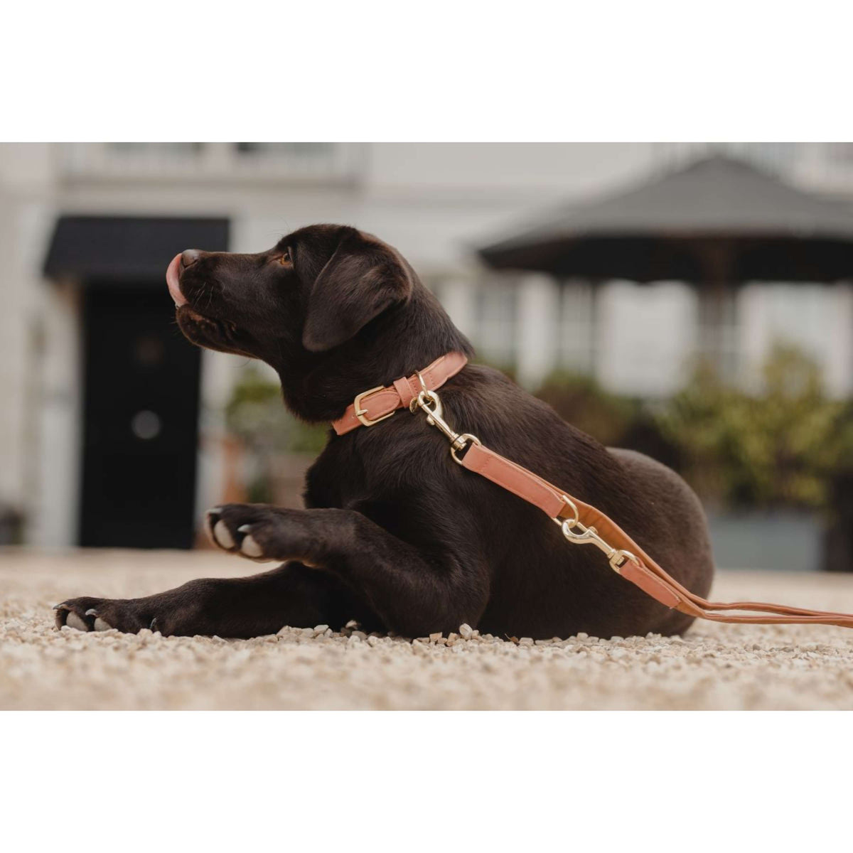 Kentucky Collier pour Chien Soft Vegan Leather