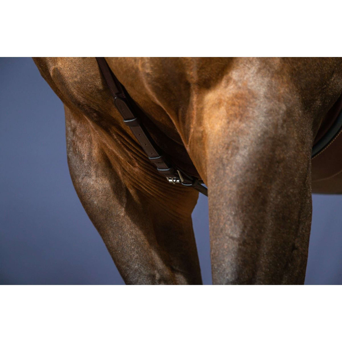 Dyon Collier de Chasse Bridge New English Collection Marron