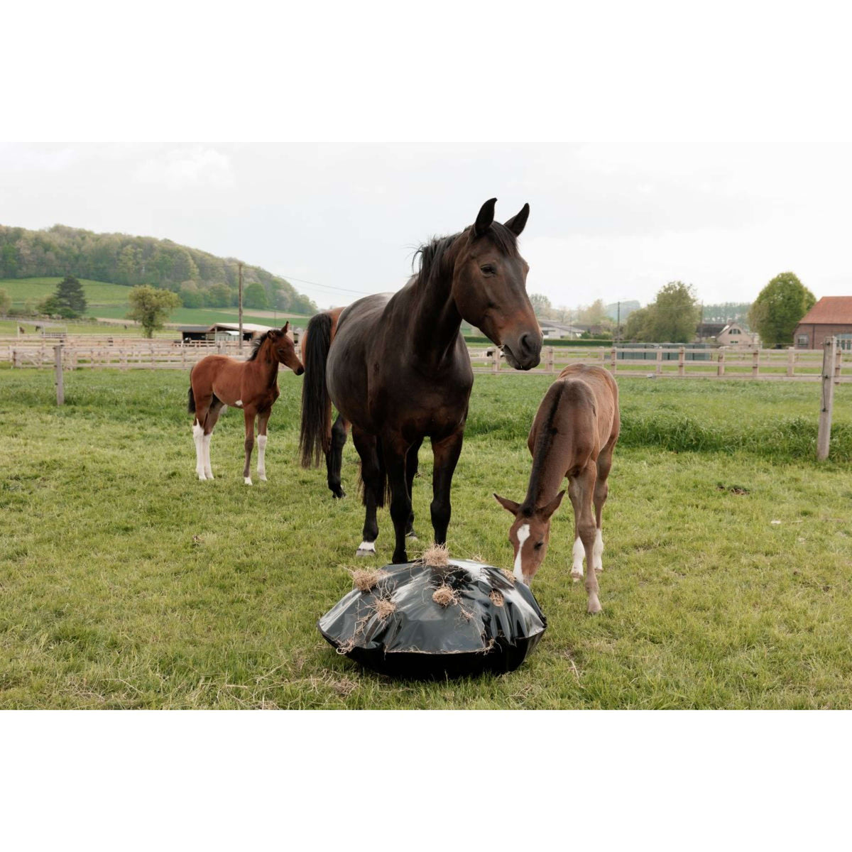 Grooming Deluxe by Kentucky Filet Anti-Glouton Play & Haybag Round