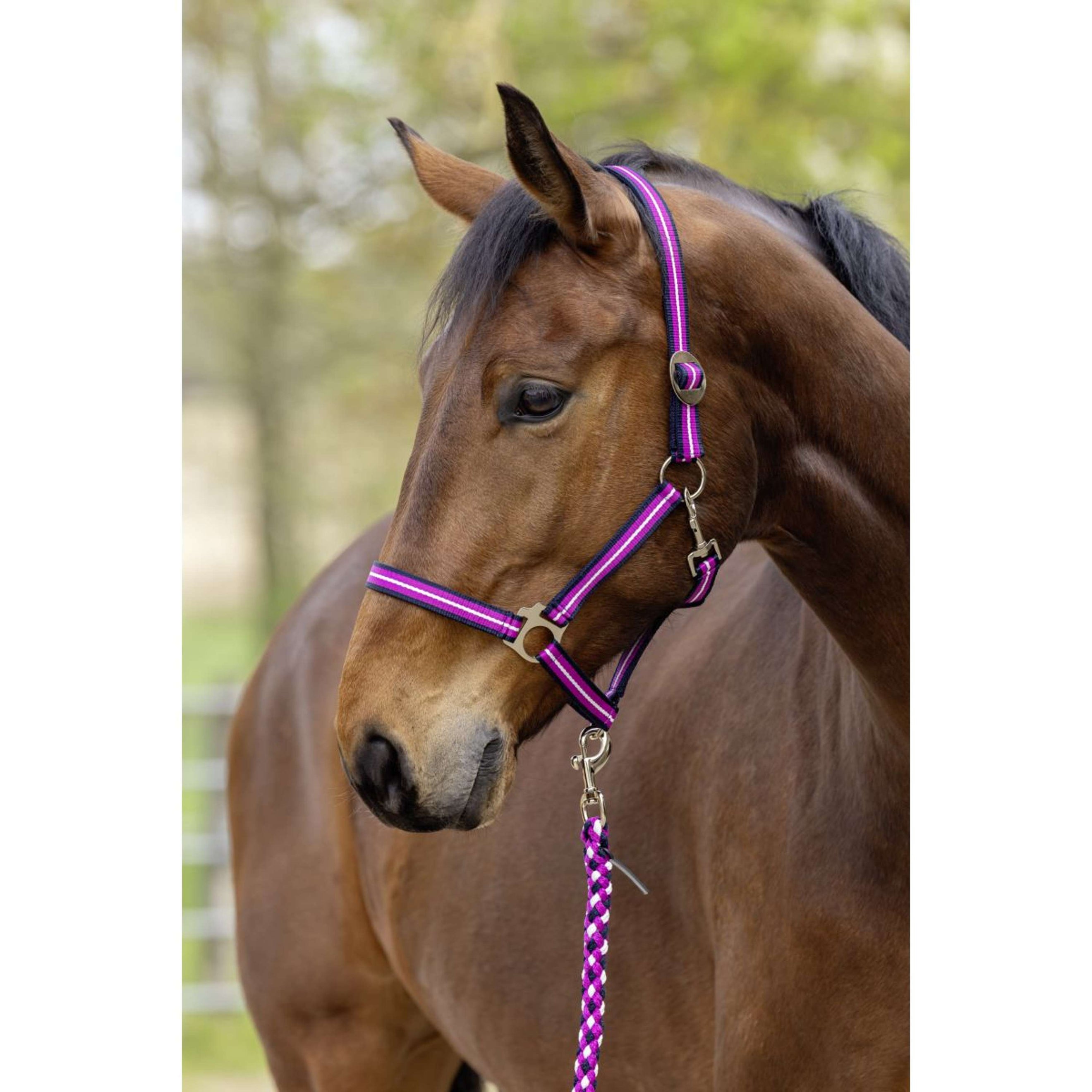 Covalliero Licol SS26 Dark Navy/Light Berry