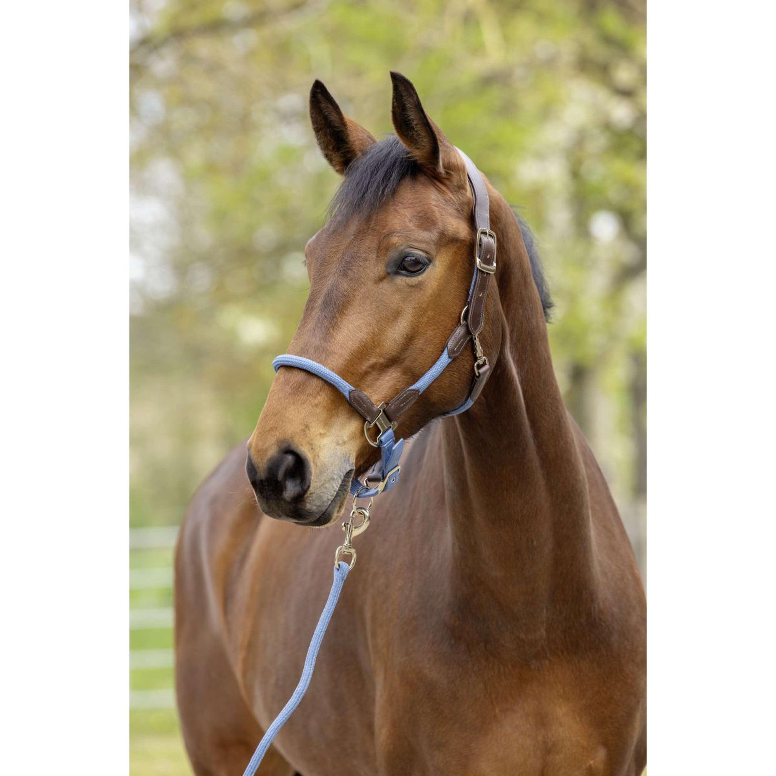 Covalliero Licol SS26 Smoked Blue Covalliero Licol SS26 Smoked Blue