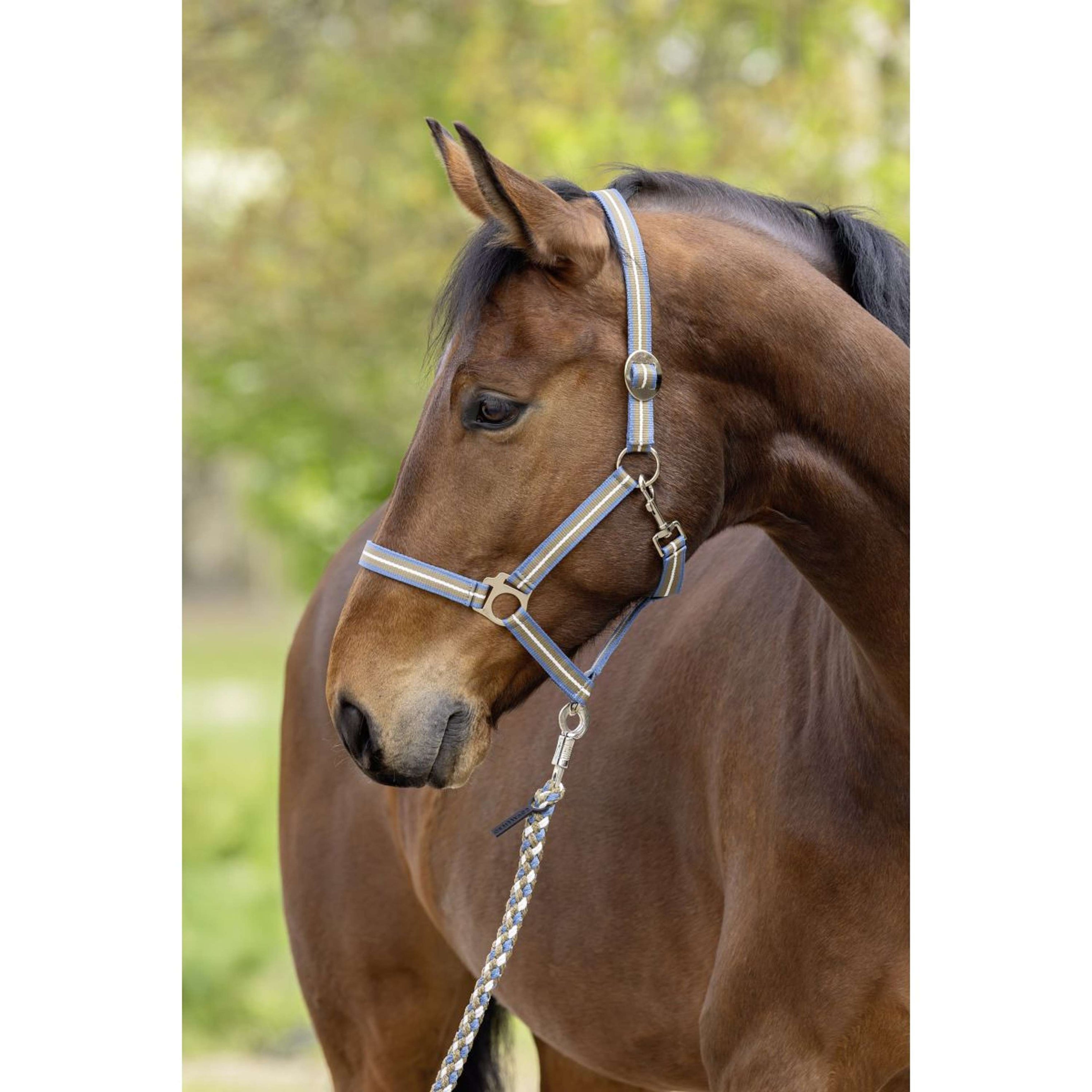 Covalliero Licol SS26 Smoked Blue/Noix Covalliero Licol SS26 Smoked Blue/Noix