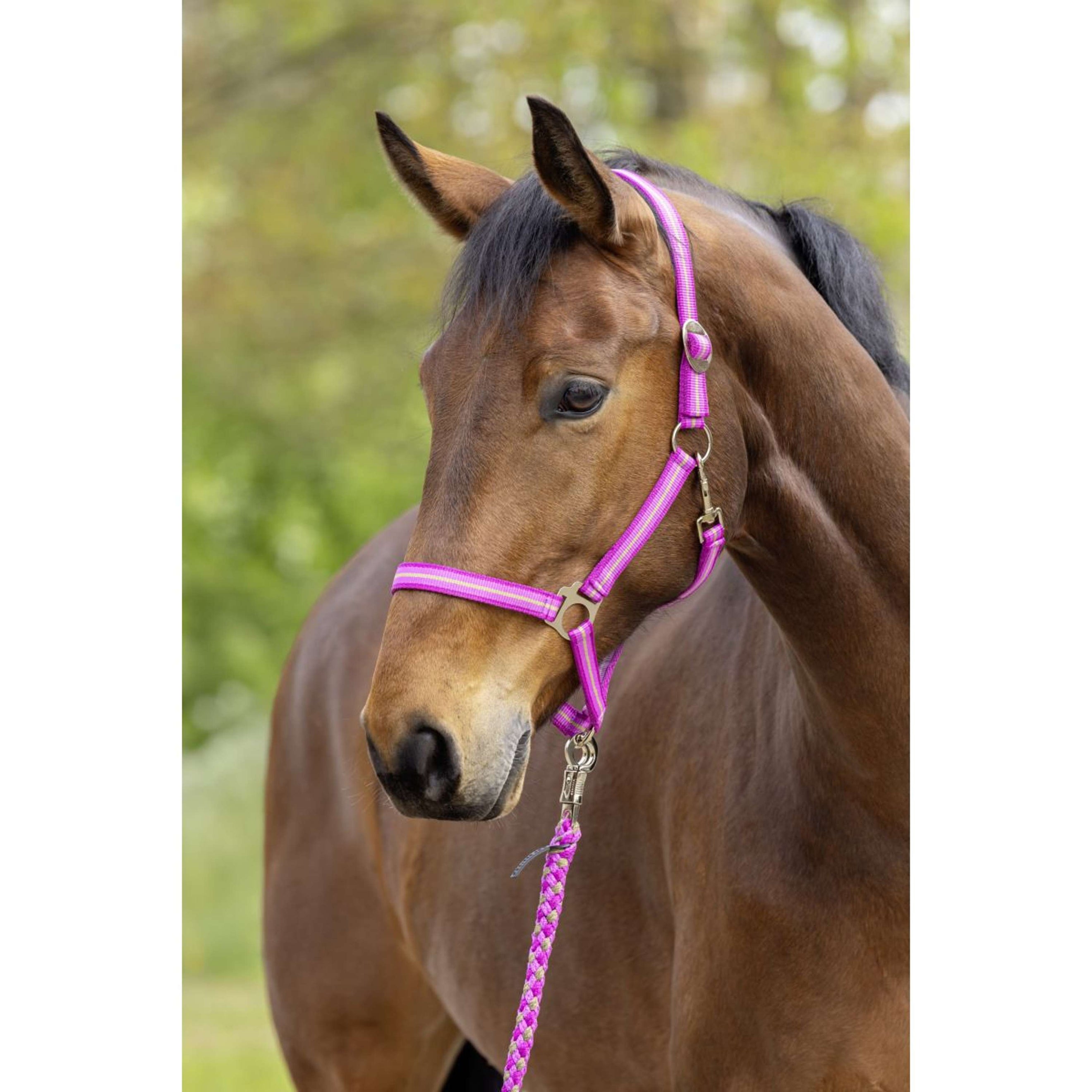 Covalliero Licol SS26 Light Berry/Noix