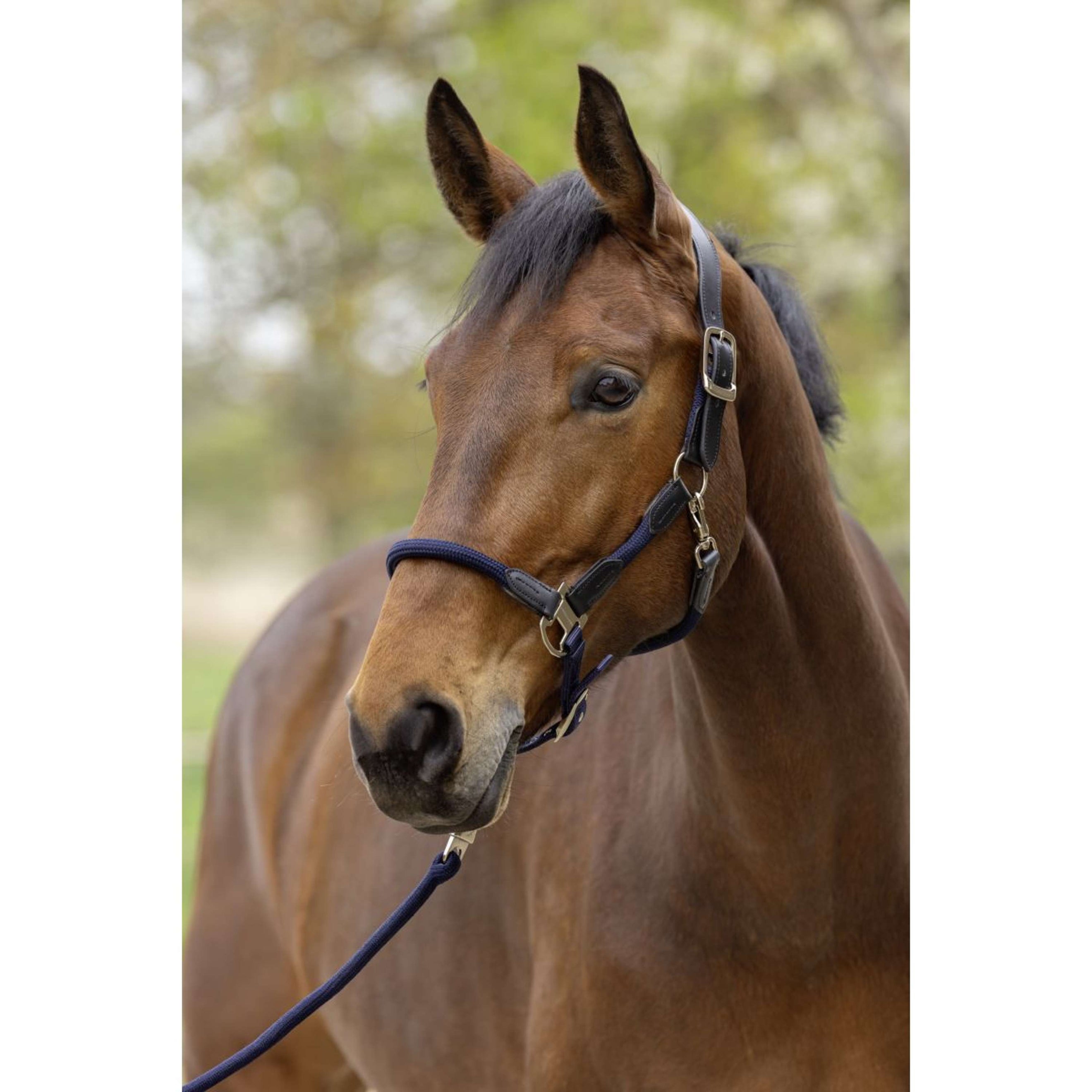 Covalliero Licol SS26 Foncé Marine Covalliero Licol SS26 Foncé Marine