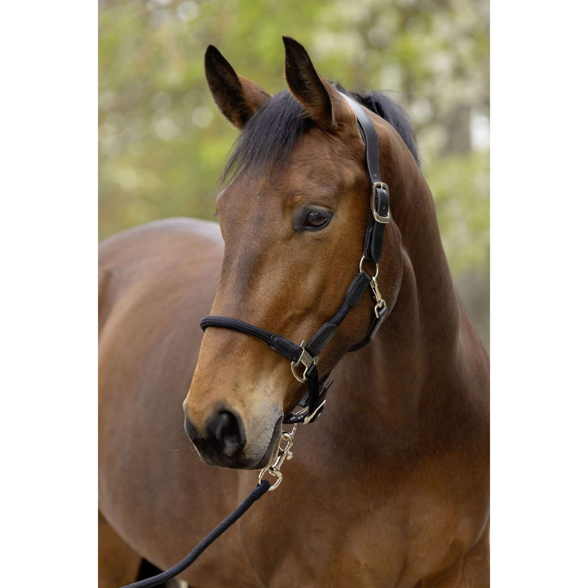 Covalliero Licol SS26 Noir