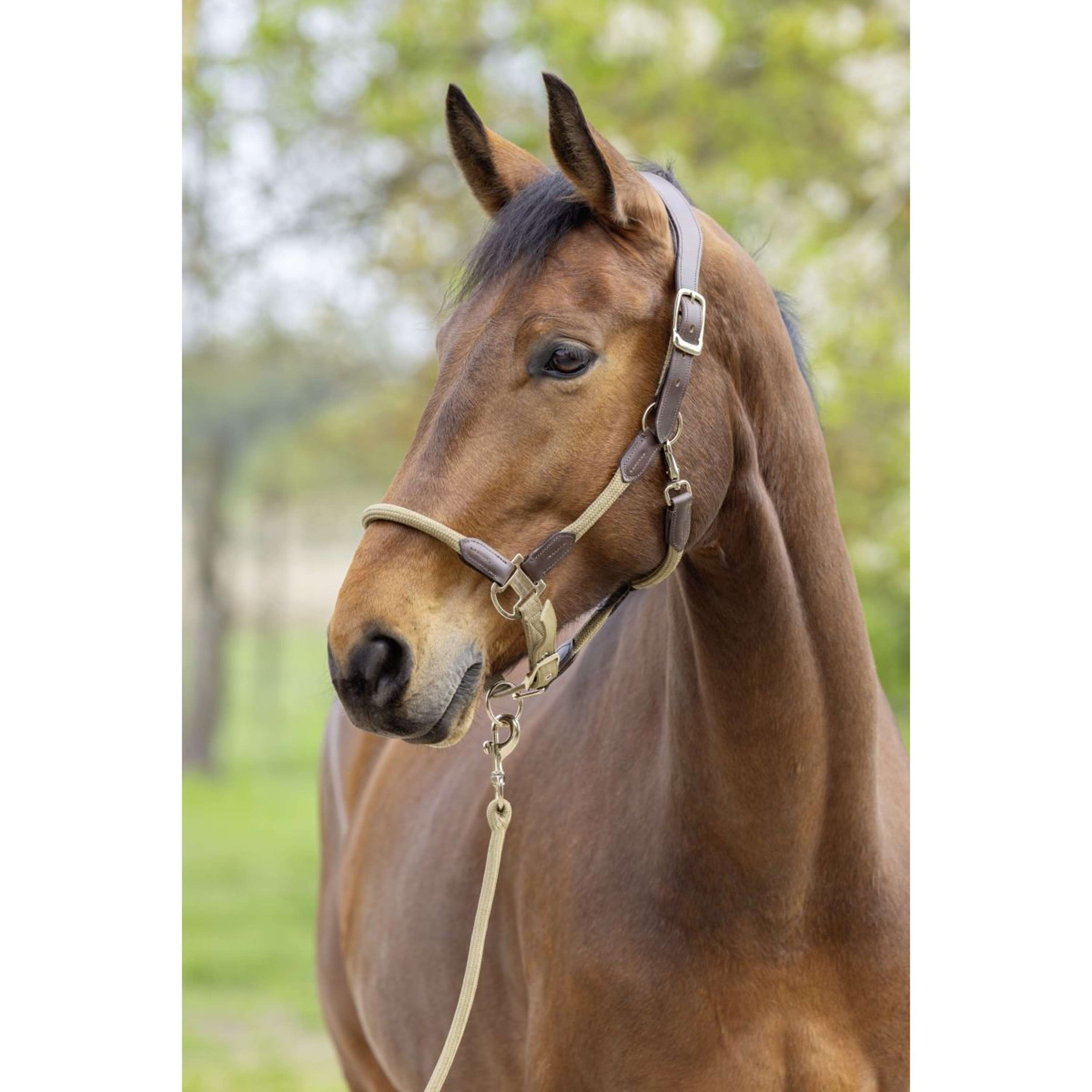 Covalliero Licol SS26 Noix