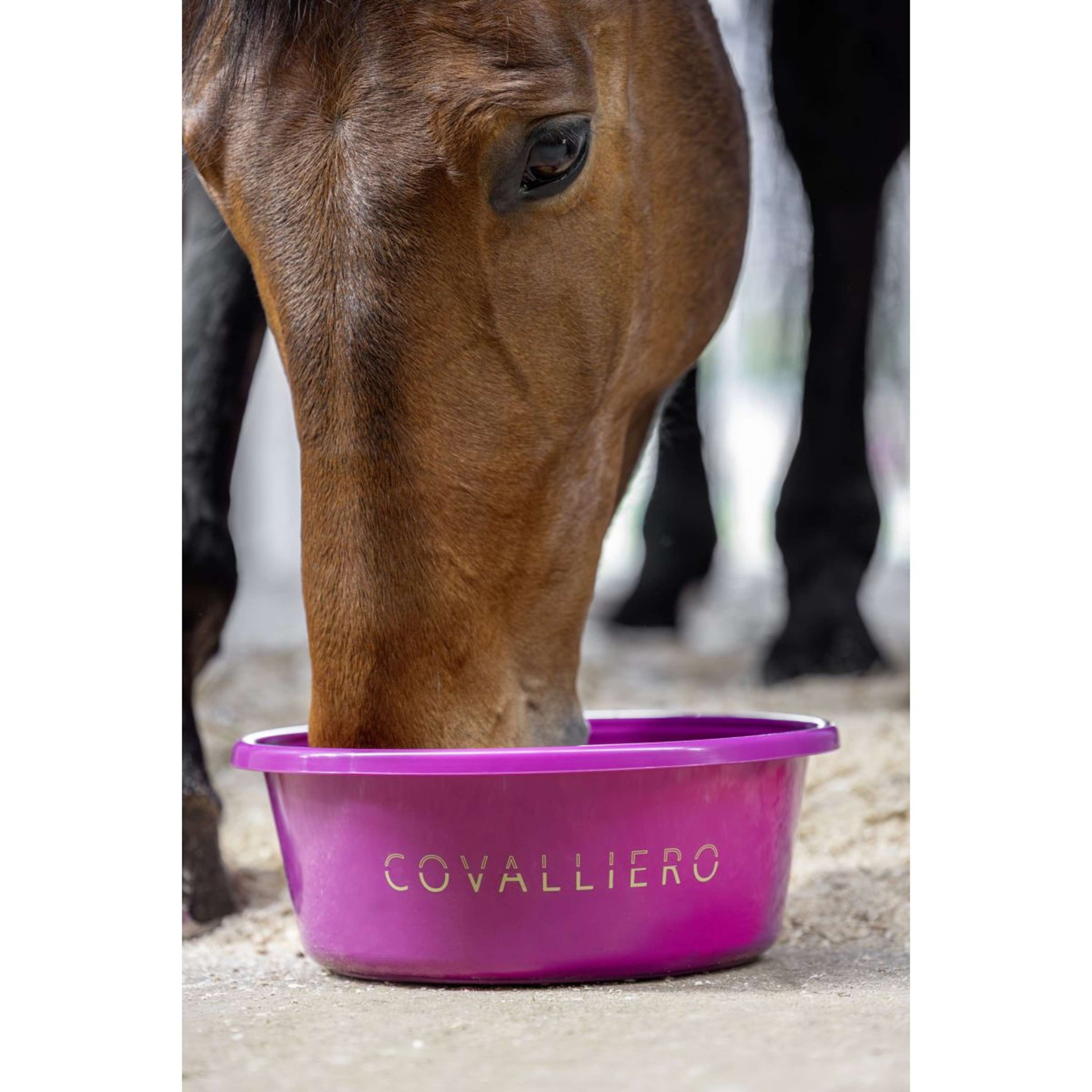 Covalliero Mangeoire SS26 Light Berry Covalliero Mangeoire SS26 Light Berry