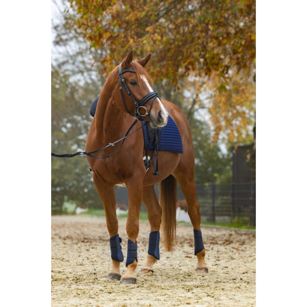 Covalliero Guêtres Fermées Avina Marin