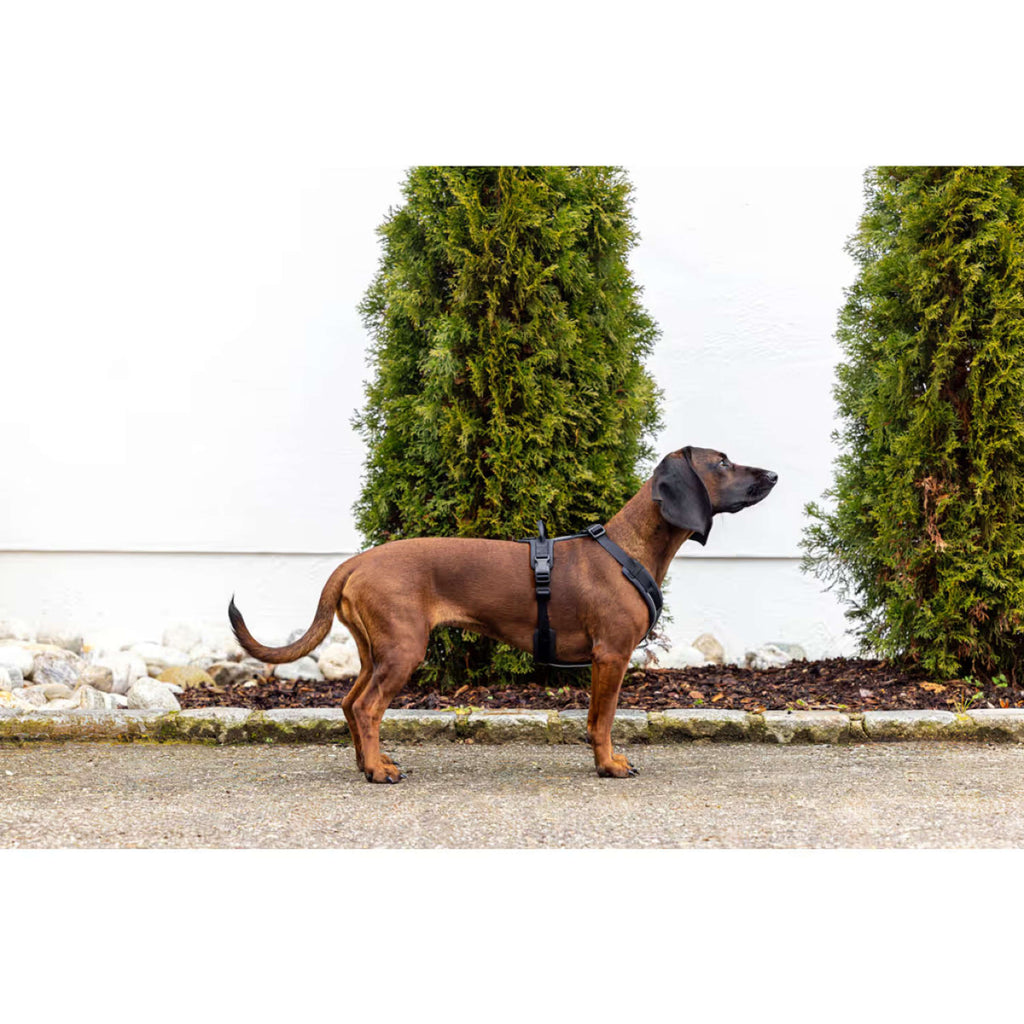 Kerbl Harnais pour Chien Dallas Noir