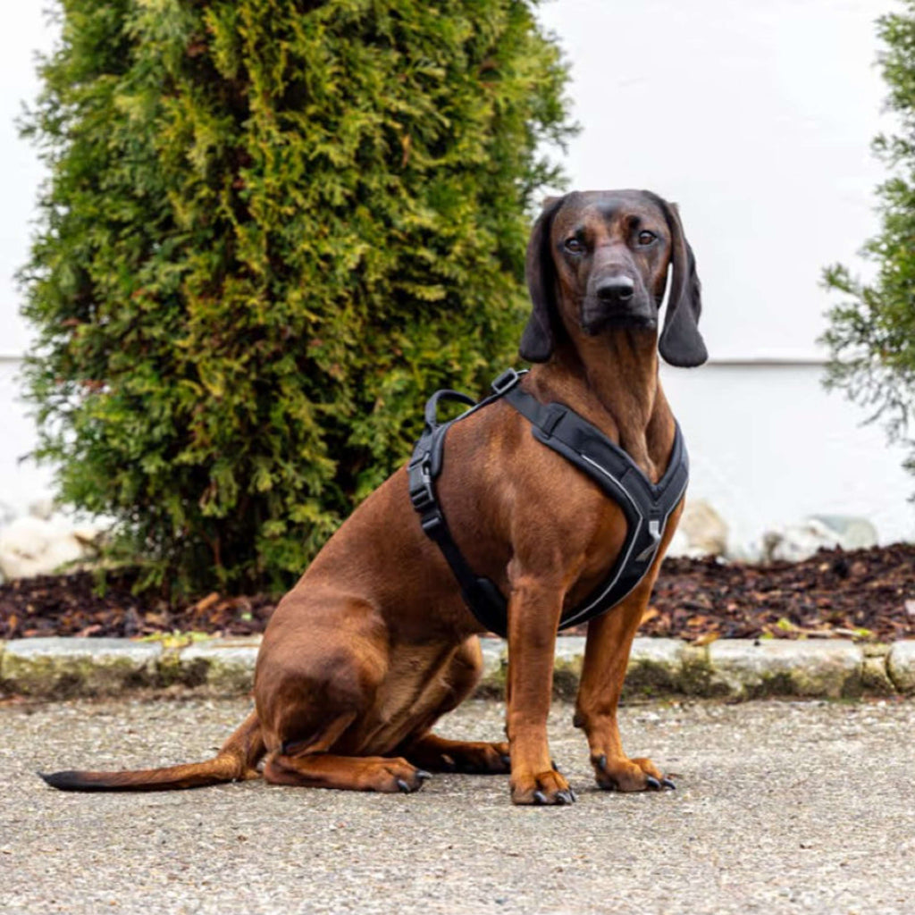 Kerbl Harnais pour Chien Dallas Noir