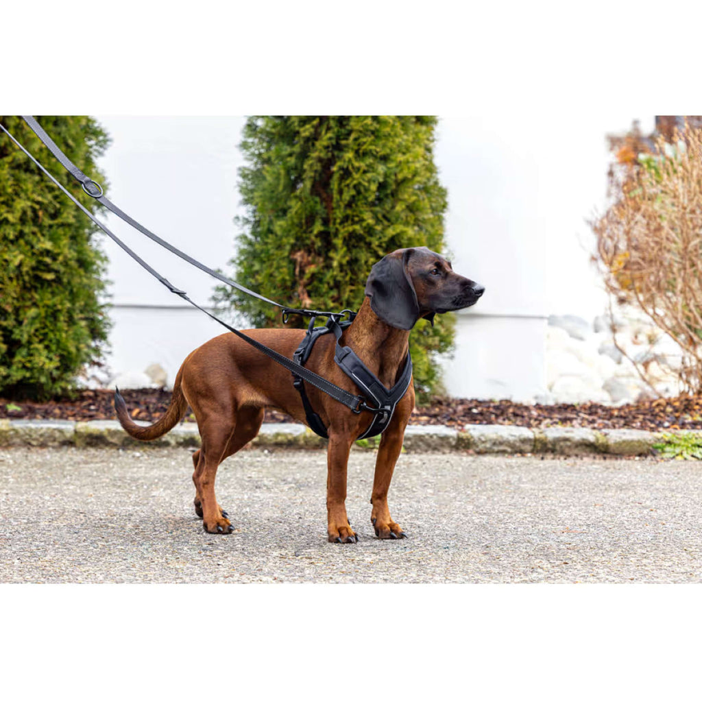 Kerbl Harnais pour Chien Dallas Noir