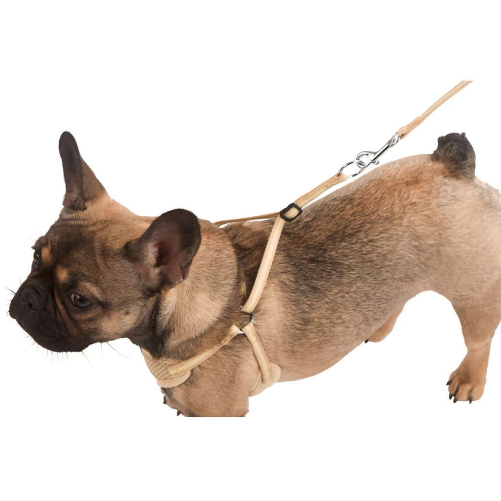 Kerbl Harnais pour Chiot avec Longe Beige