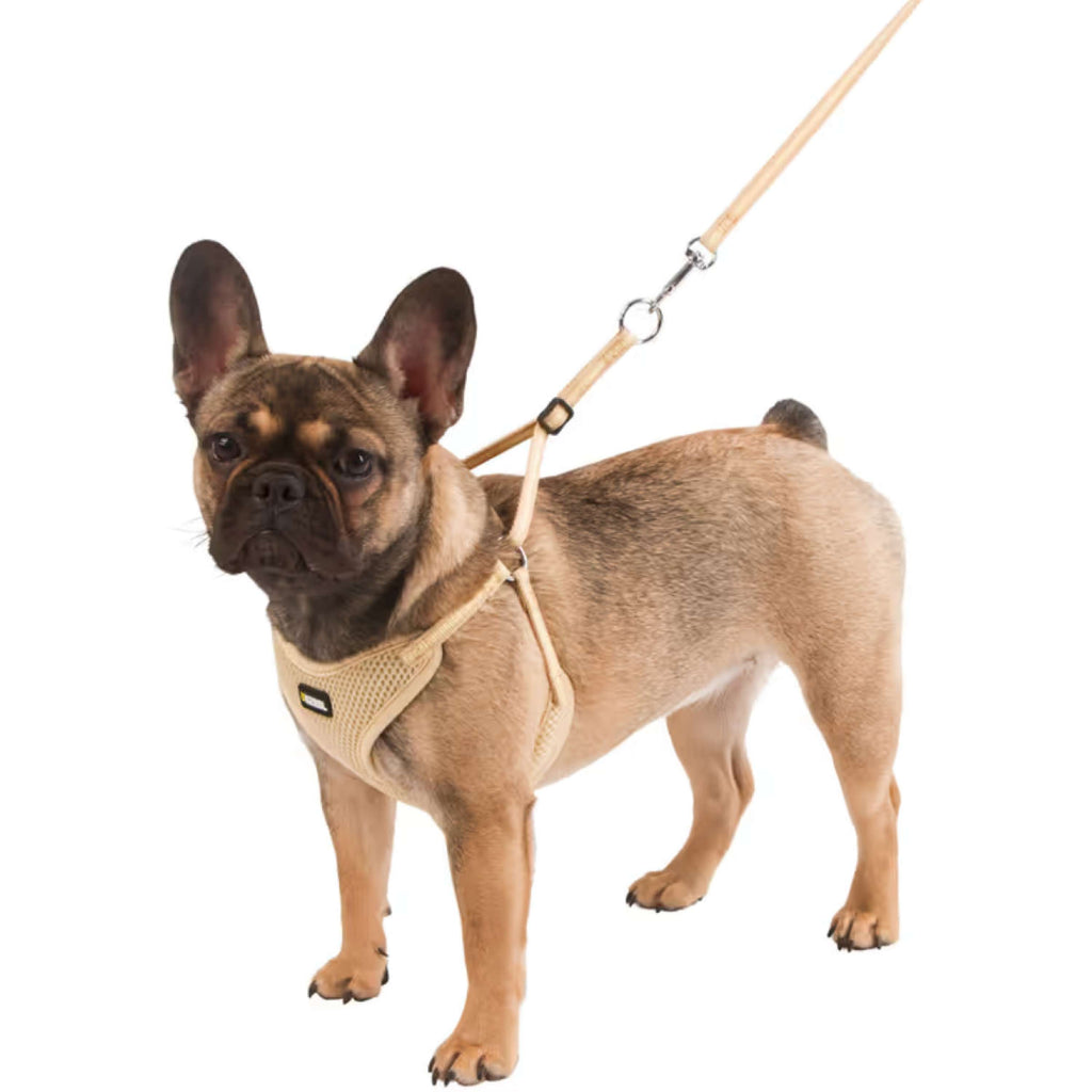 Kerbl Harnais pour Chiot avec Longe Beige