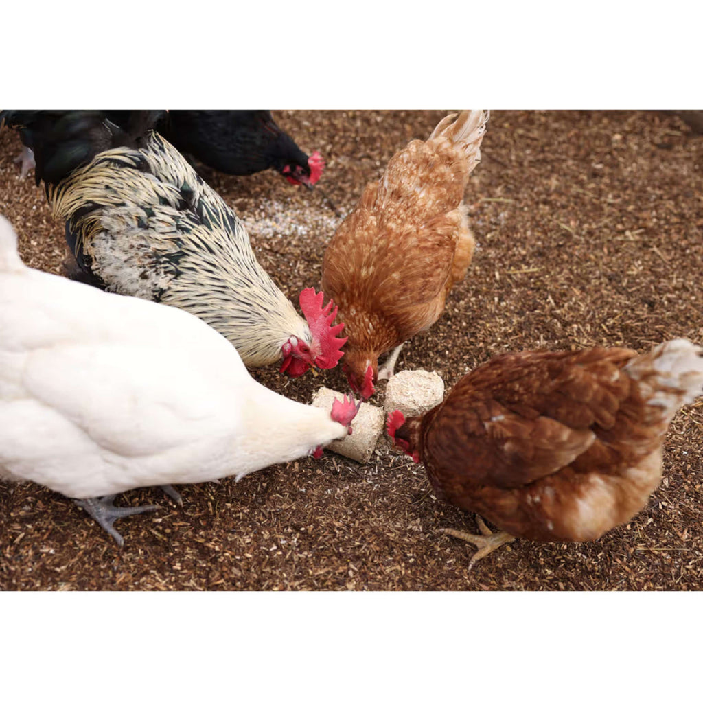 Kerbl Blocs d'épeautre pour Poulets