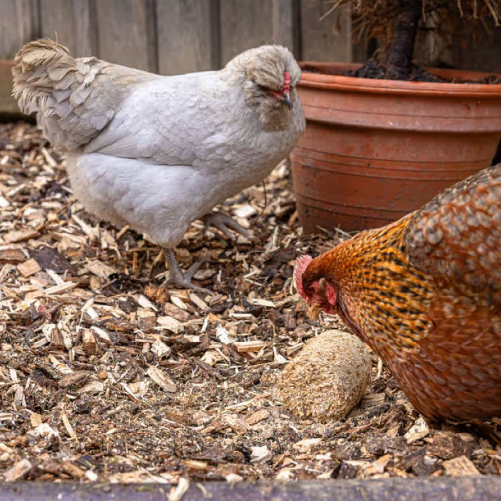 Kerbl Blocs d'épeautre pour Poulets
