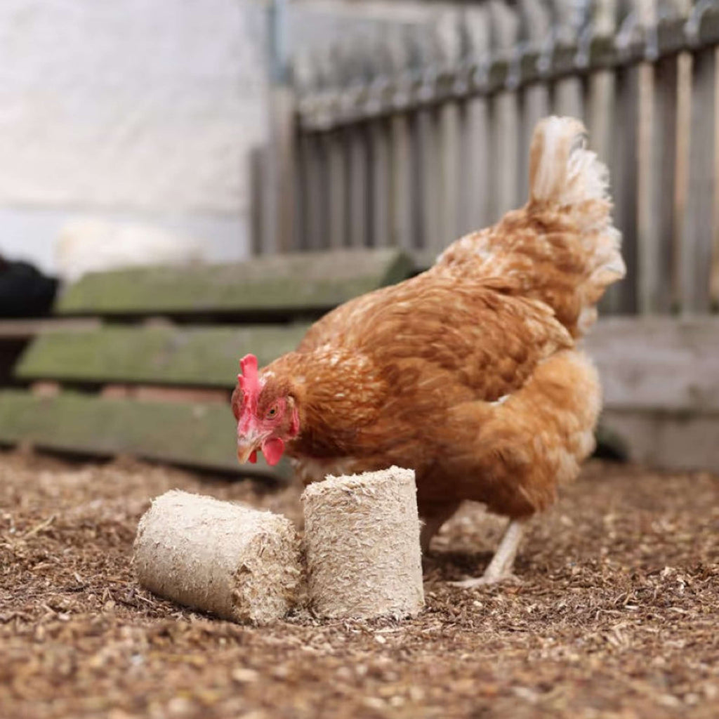 Kerbl Blocs d'épeautre pour Poulets