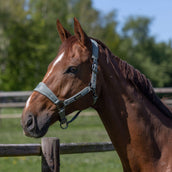 Kingsland Ensemble Licol KLLucca Green Agave