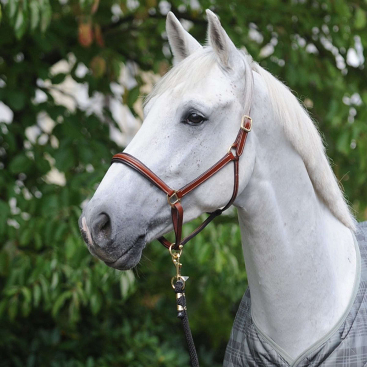 Kavalkade Head Collar Charming Leather Marron