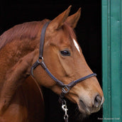 Kavalkade Licol Cavo Marron/Turquoise