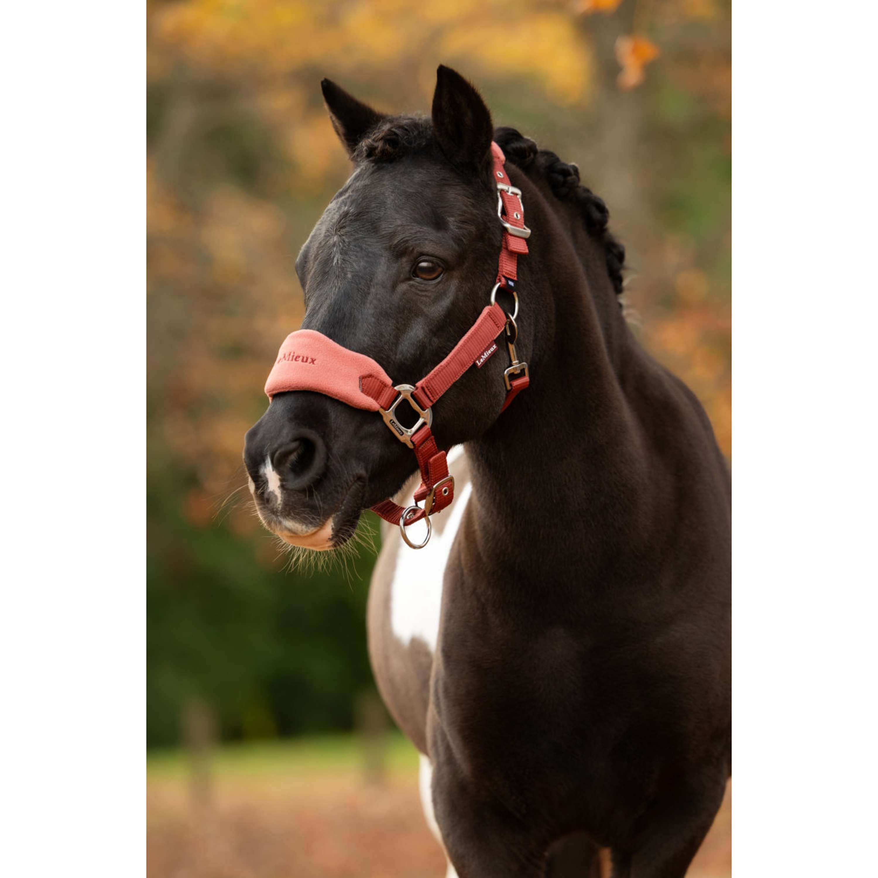 LeMieux Ensemble Licol Vogue Russet