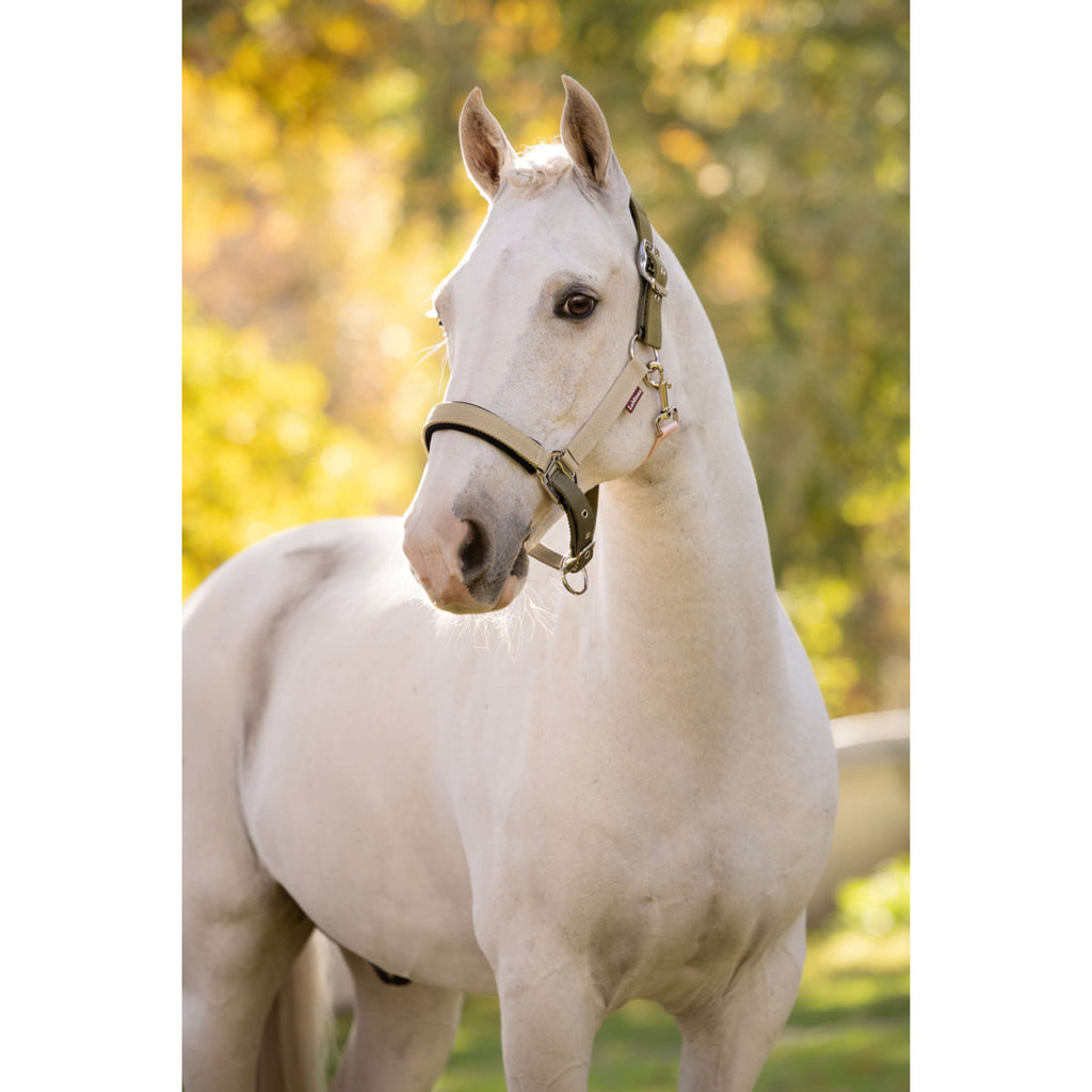 LeMieux Licol Medley Gooseberry/Pear/Petal