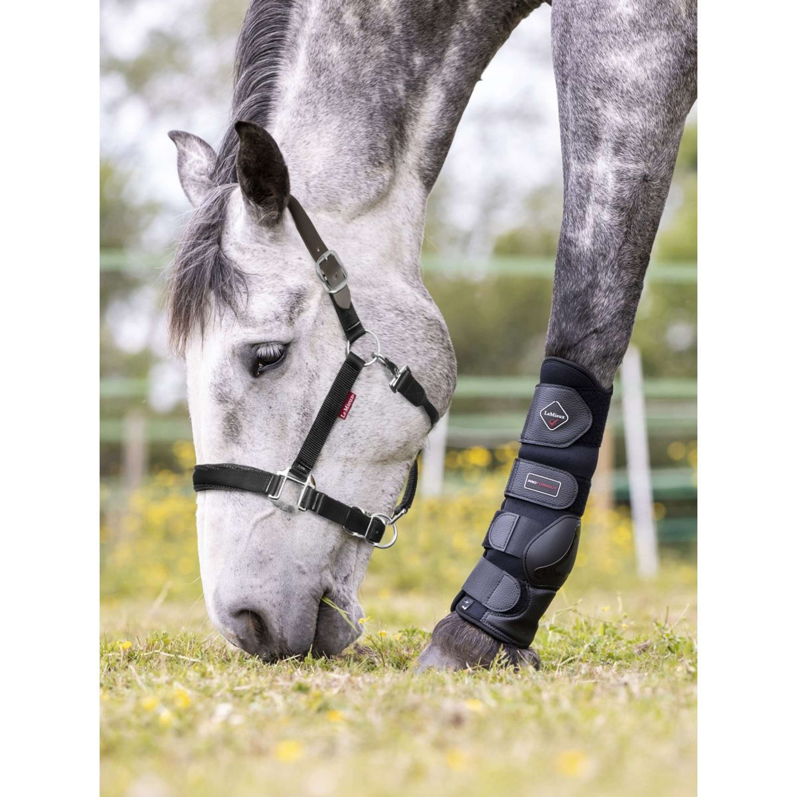 LeMieux Licol Break Away Noir LeMieux Licol Break Away Noir