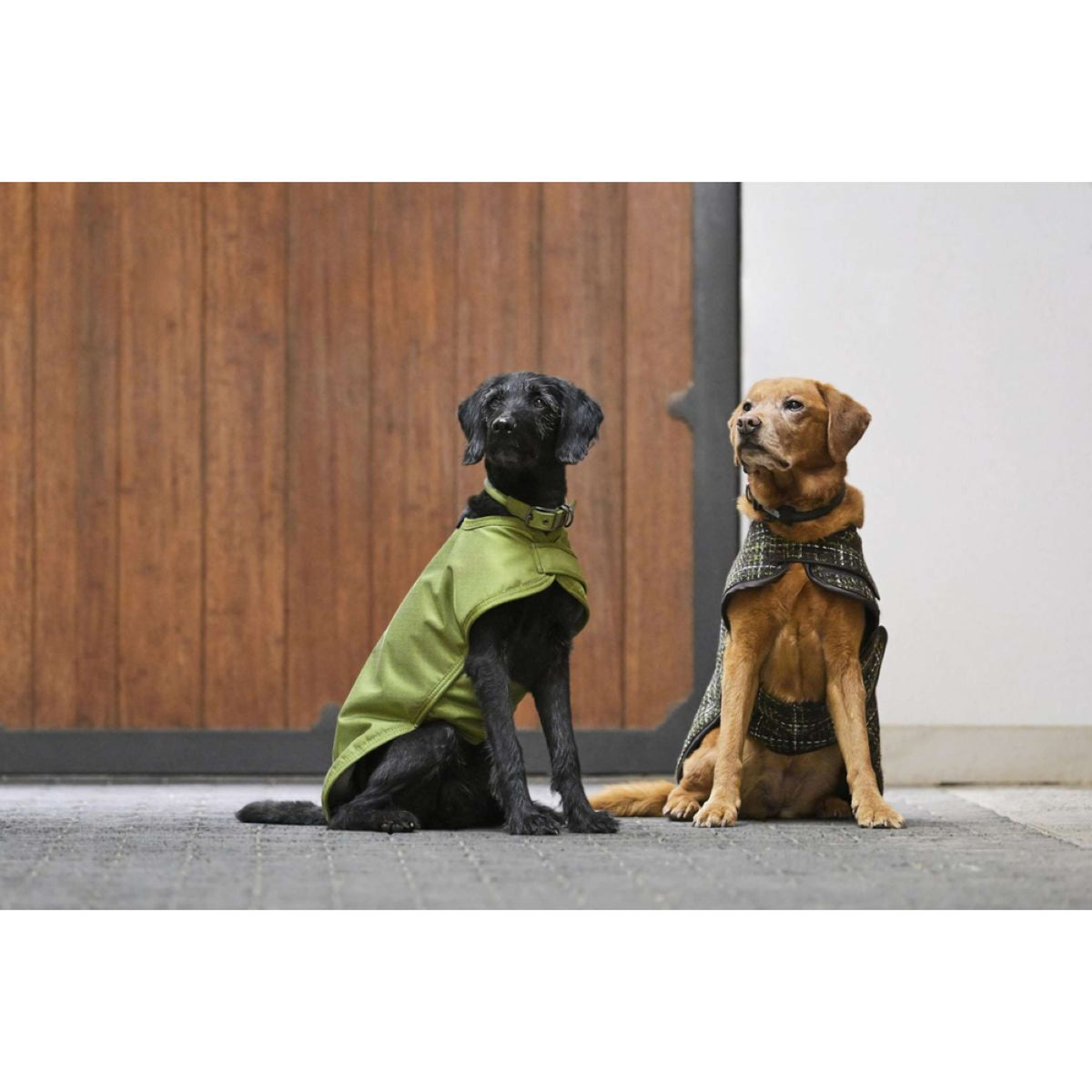 Eskadron Veste pour Chien Platinum Bouclé Teak