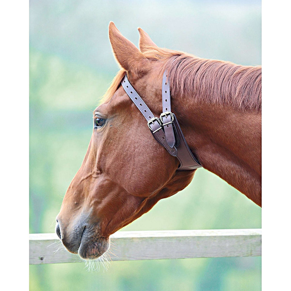 Shires Collier Anti Morsure Australian Nut