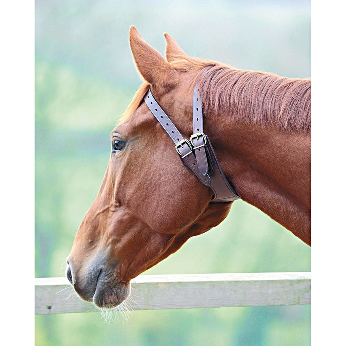 A quoi ressemble une morsure de cheval ? – Ma petite Tribu A quoi ressemble une morsure de cheval ? – Ma petite Tribu