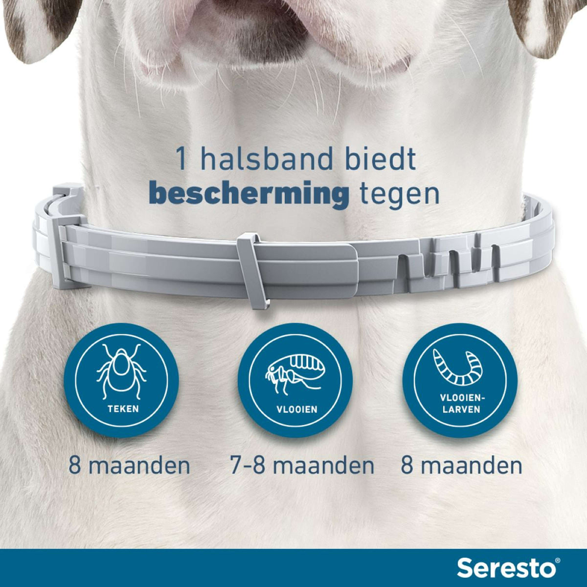 Seresto Collier Anti-Puces pour Grand Chien