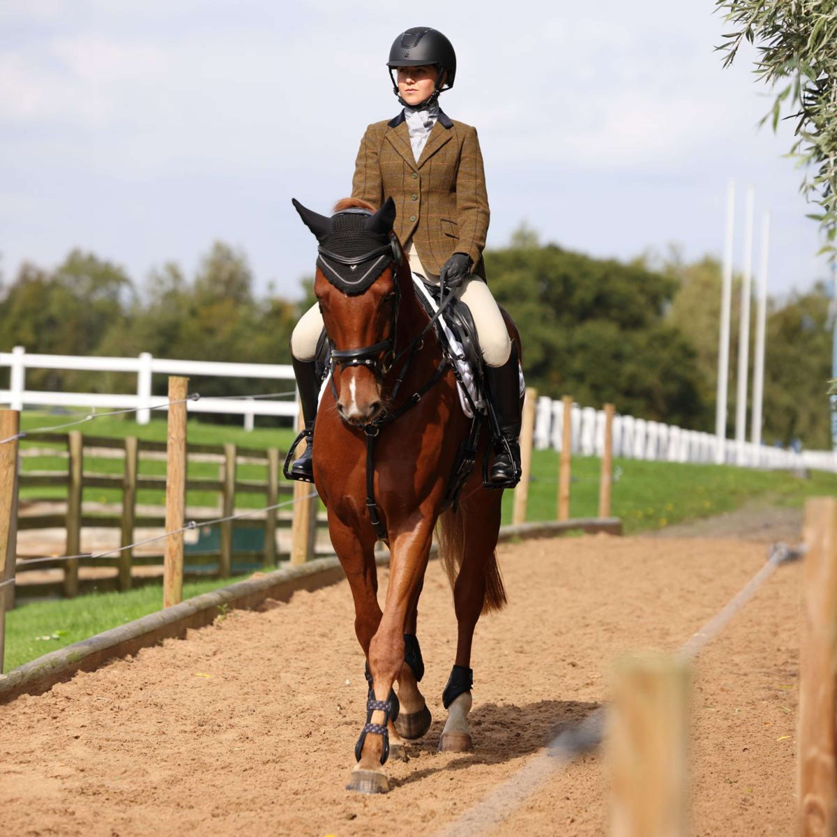 Aubrion by Shires Veste de Concours Saratoga Chêne Brun Check
