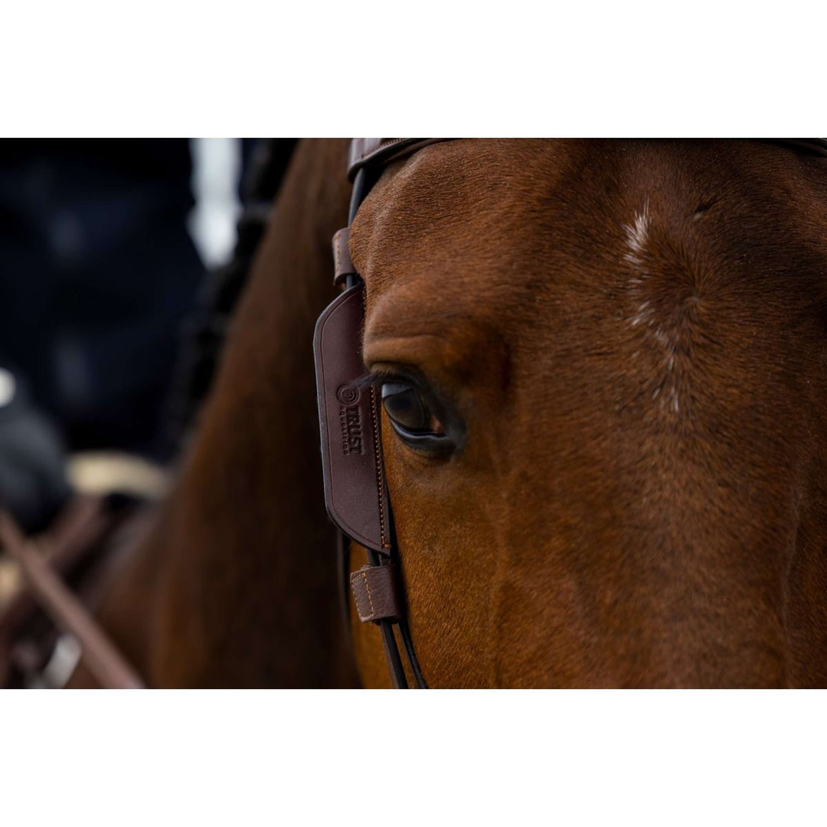 Trust Blinker Marron Trust Blinker Marron